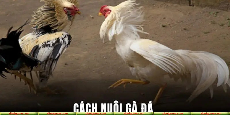 Cách nuôi gà đá chuẩn chỉnh từ các bậc tiền bối