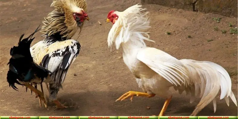Cao thủ đá gà và lựa chọn top 1 chưa bao giờ sai