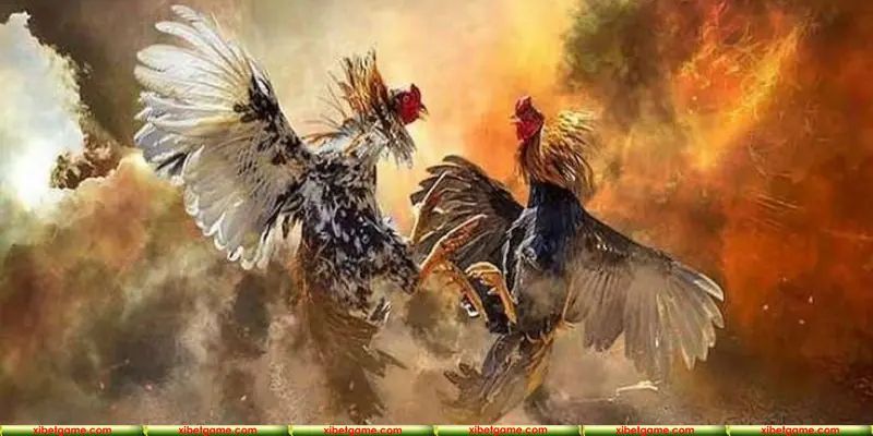 Đá gà cựa dao là sân chơi hấp dẫn, đỉnh cao và độc đáo