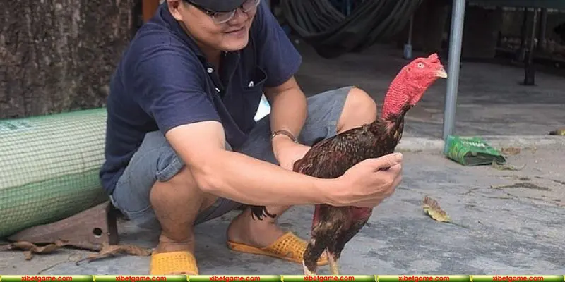 Hiểu rõ về chế độ dinh của khi nuôi kê đá