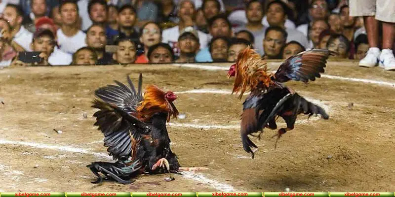Khám phá loại hình cá độ đá gà XIBET siêu hấp dẫn