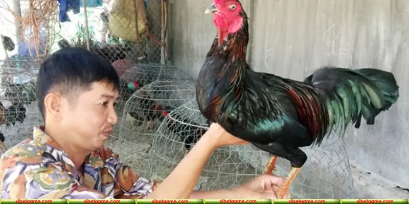 Nắm được quá trình luyện tập cho chiến kê