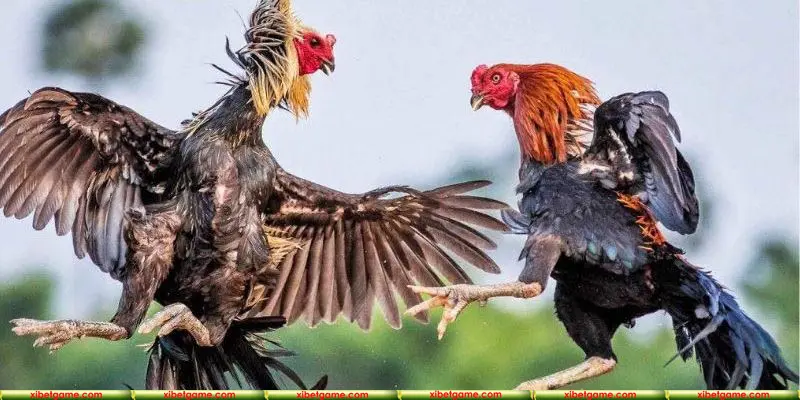 Nhà cái mang đến vô vàn ưu đãi cực khủng cho người chơi