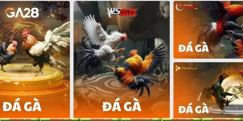 Sân chơi đấu kê quy tụ đông đảo khách hàng tham gia