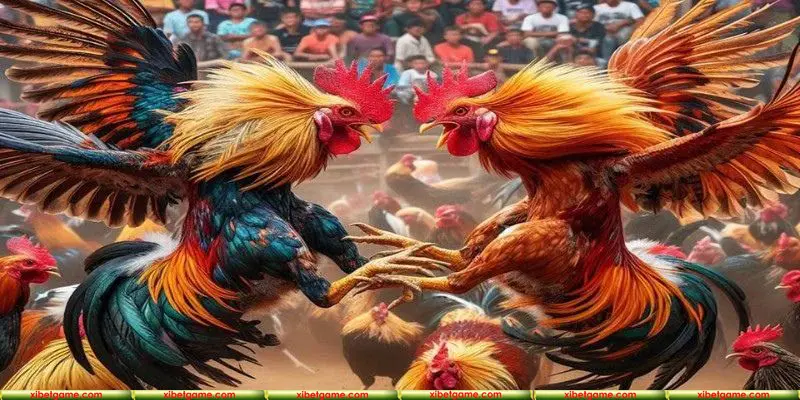 Sở hữu ngay chiến kê đỉnh cao nhất thời đại