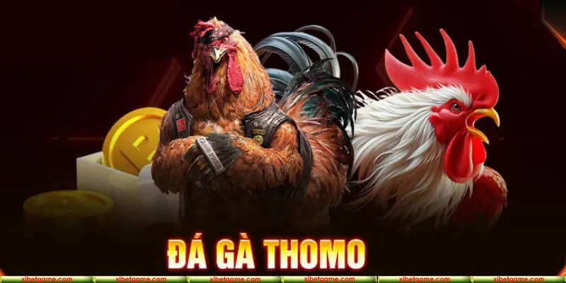 Sức hút vượt thời gian của đá gà Thomo